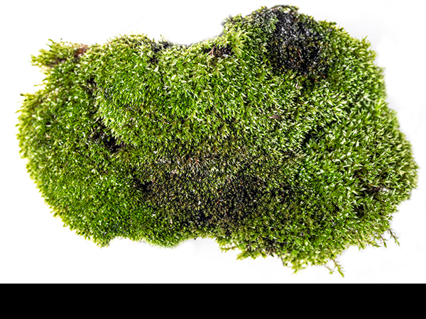 Bryum pallescens, Tall-clustered Thread-moss