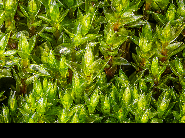 Bryum pallescens, Tall-clustered Thread-moss