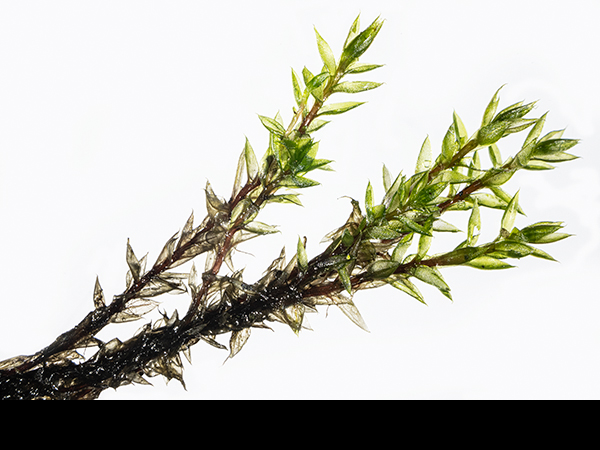 Bryum pallescens, Tall-clustered Thread-moss