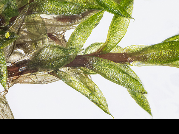 Bryum pallescens, Tall-clustered Thread-moss