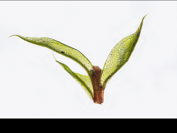 Bryum pallescens, Tall-clustered Thread-moss