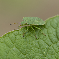 Bugs
