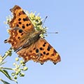 Butterflies & moths