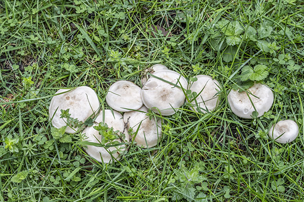 Calocybe gambosa, St George's mushroom