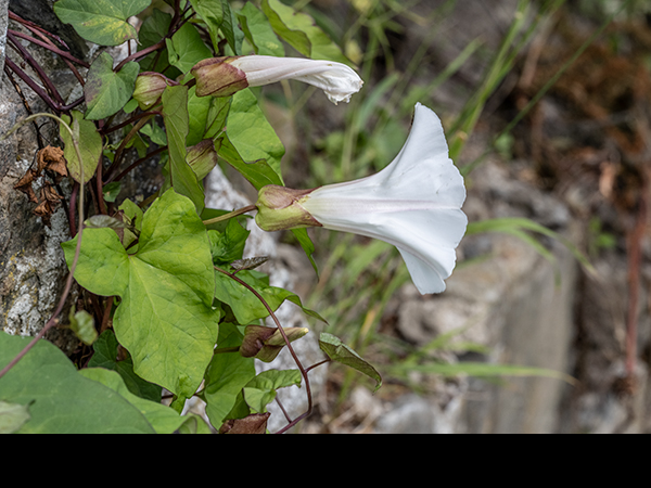 Calystegia silvatica, Large Bindweed