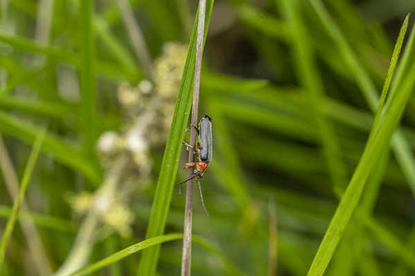 Cantharis rustica, Rustic Soldier Beetle