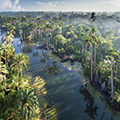 Carboniferous life