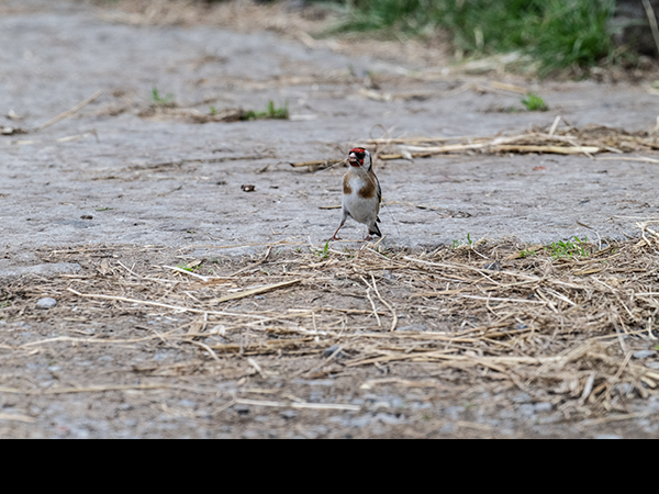 Carduelis carduelis, Goldfinch