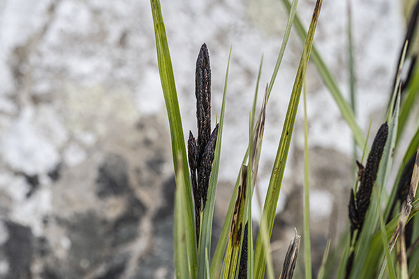 Carex flacca, Glaucous Sedge