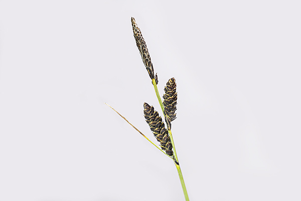 Carex nigra, Common Sedge