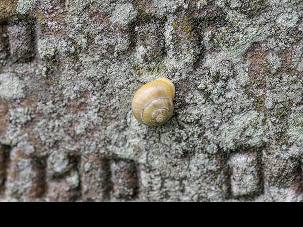 Cepaea hortensis, White-lipped Snail