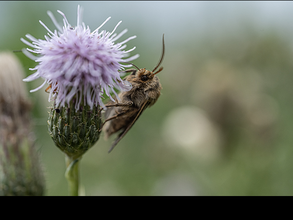 Cerapteryx graminis, Antler Moth