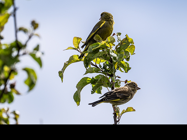 Chloris chloris, Greenfinch