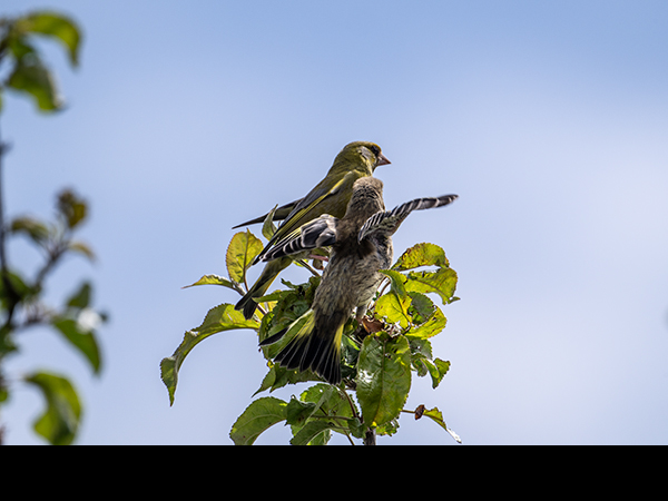 Chloris chloris, Greenfinch