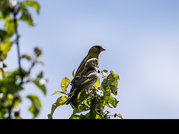 Chloris chloris, Greenfinch
