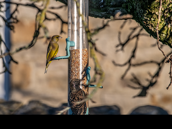 Chloris chloris, Greenfinch