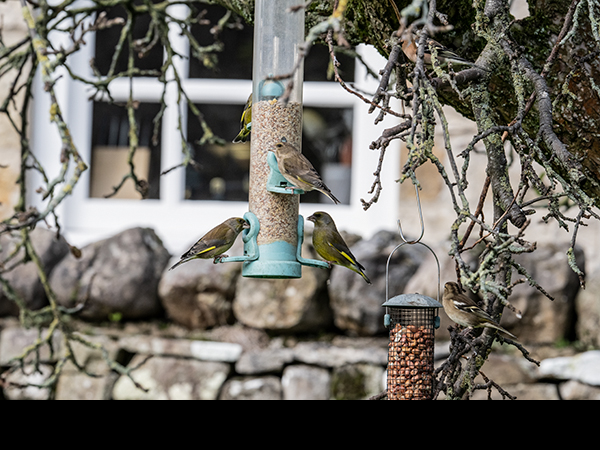 Chloris chloris, Greenfinch