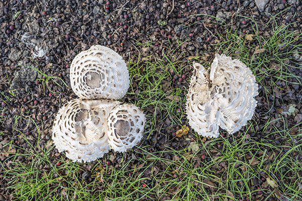 Chlorophyllum rhacodes, Shaggy Parasol