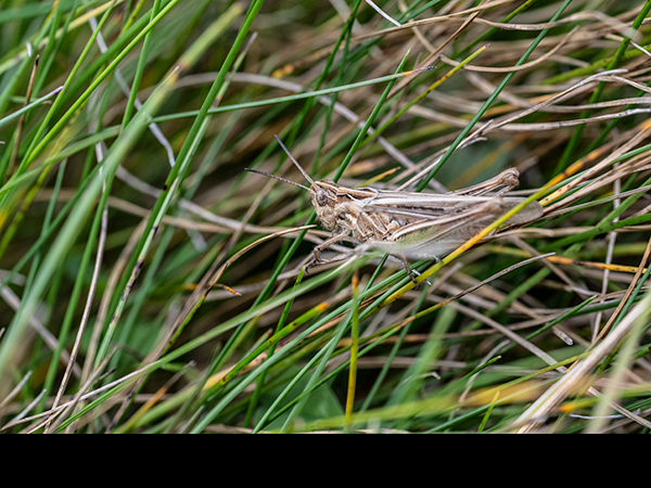 Chorthippus brunneus, Field Grasshopper