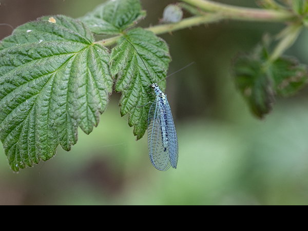Chrysopa perla, Pearly Green Lacewing