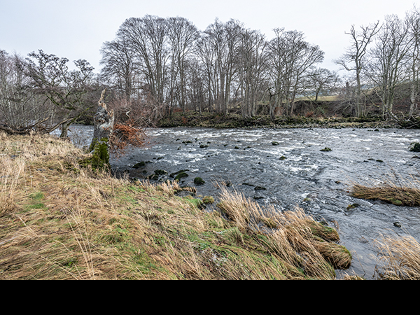 Cinclus cinclus, Dipper