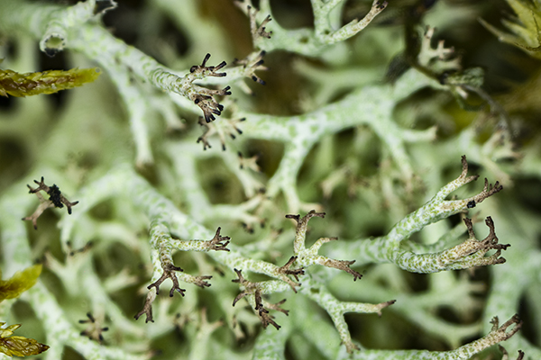 Cladonia rangiformis