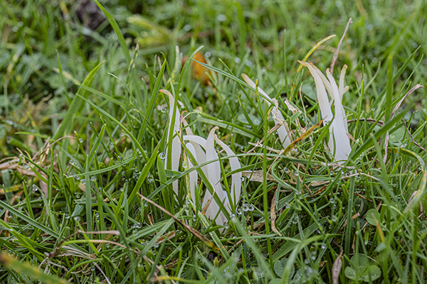 Clavaria fragilis, White Spindles