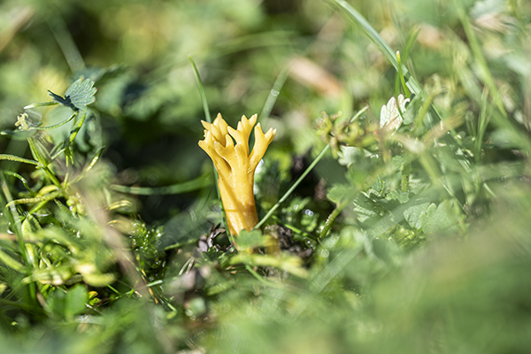Clavulinopsis corniculata, Meadow Coral