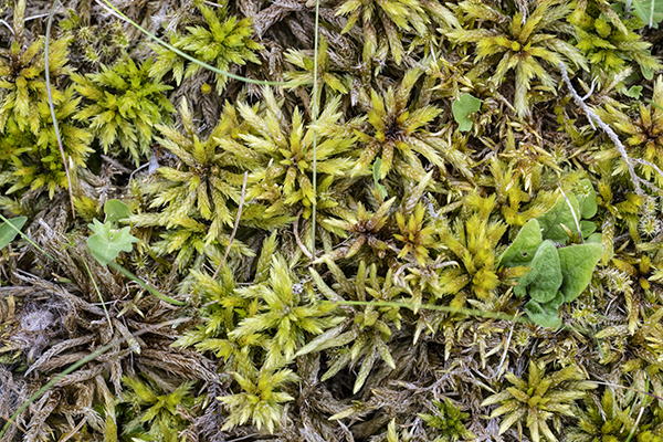 Climacium dendroides, Tree-moss