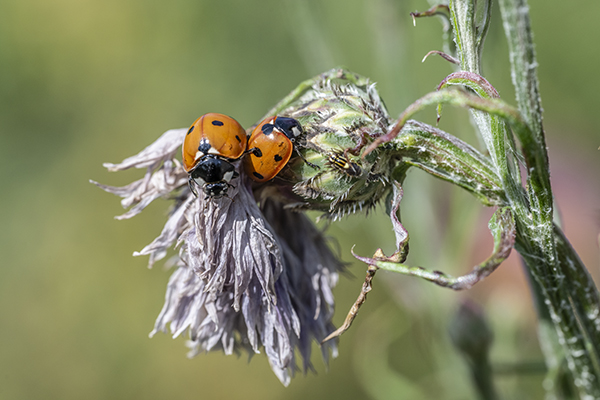 Coccinella septempunctata, 7-Spot Ladybird