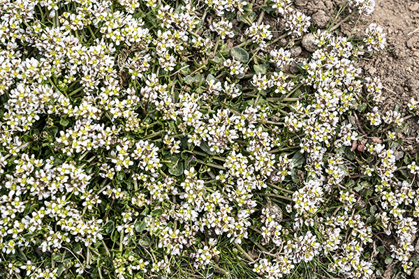 Cochlearia pyrenaica, Pyrenean scurvygrass