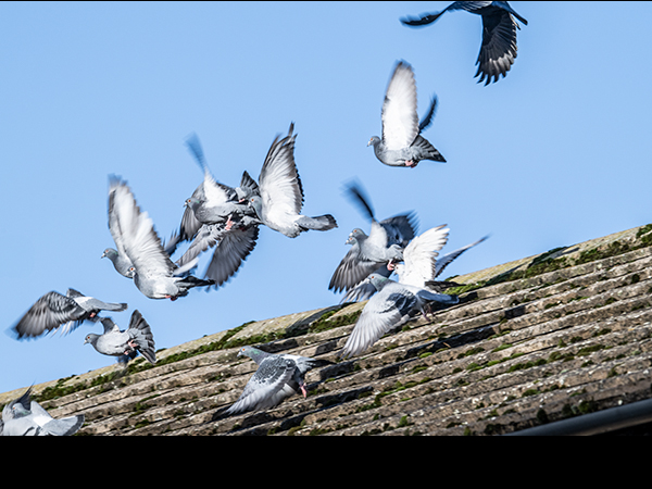 Columba livia, Rock Dove