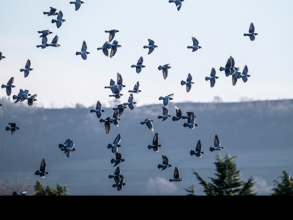 Columba livia, Rock Dove