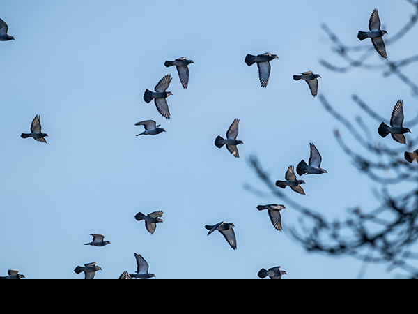 Columba livia, Rock Dove