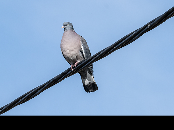 Columba palumbus, Woodpigeon