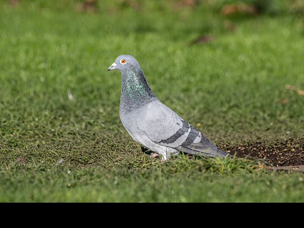 Columba palumbus, Woodpigeon