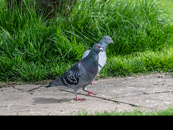 Columba palumbus, Woodpigeon