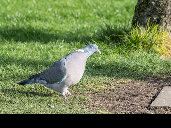 Columba palumbus, Woodpigeon