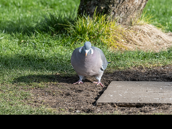 Columba palumbus, Woodpigeon