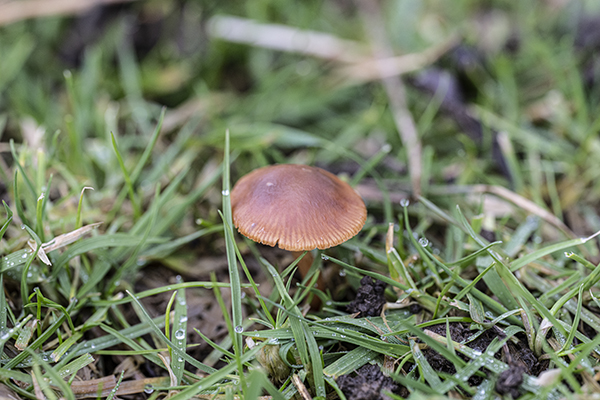 Conocybe spp, Conecap