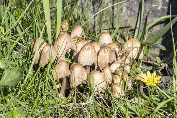 Coprinellus micaceus, Glistening Inkcap