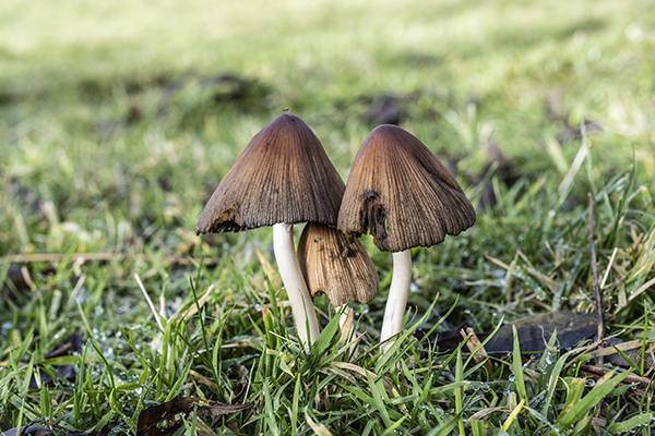 Coprinopsis atramentaria, Common Inkcap