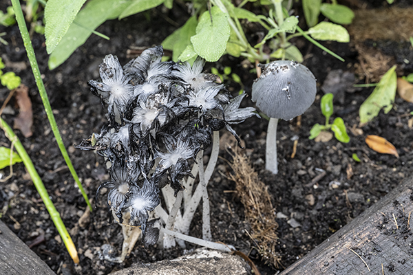 Coprinopsis lagopus, Hare’s foot Inkcap