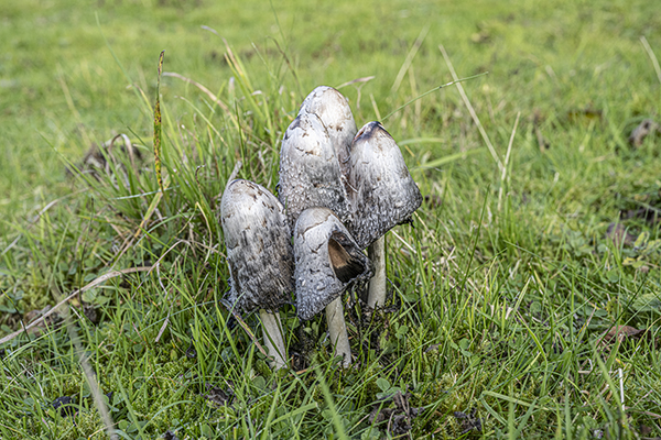Coprinus comatus, Shaggy Inkcap