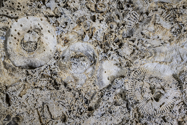 Coral fossils in limestone