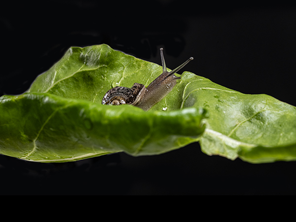 Cornu aspersum, Garden Snail