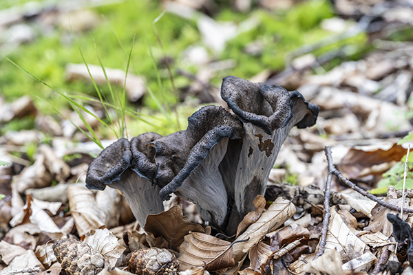 Craterellus cornucopioides, Horn of Plenty