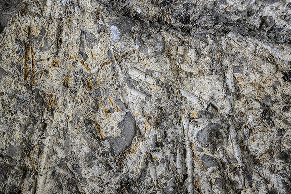 Crinoid fossils in limestone