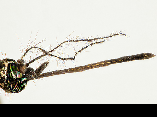 Culex pipiens, male head