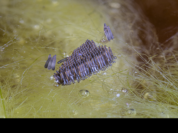 Culex pipiens, egg raft
